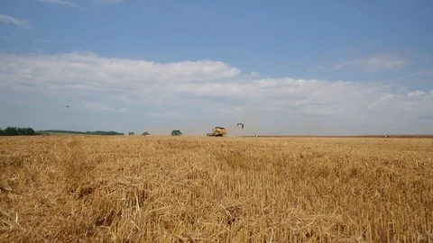 Combine working at wheat field, harvesting wheat. Vídeos de archivo 123733092