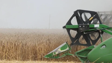 Combine working at wheat field, harvesting wheat. Stock Footage