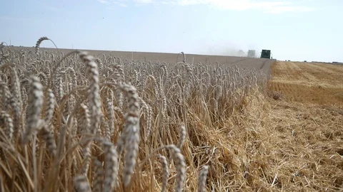 Combine working at wheat field, harvesting wheat. Stock Footage 123733141
