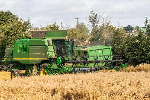 Combined harvester at work in a field of corn Foto stock