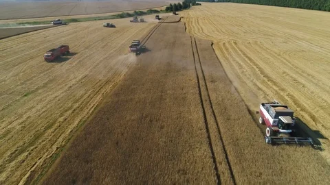 Combines are harvesting in the field Stock Footage 101970682