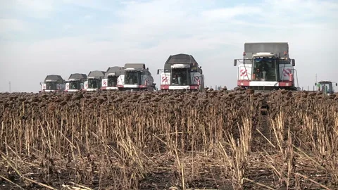 Combines are in a row and reaping ripe sunflower Stock Footage 99432199