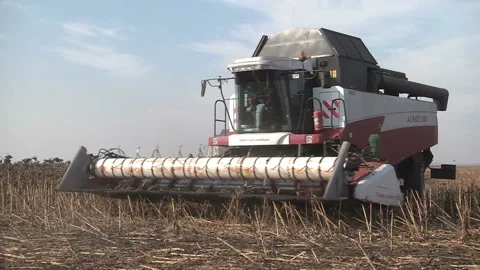 Combines are in a row and reaping ripe sunflower Stock Footage 99432248