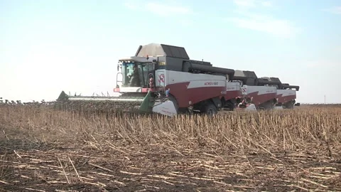 Combines are in a row and reaping ripe sunflower Stock Footage 99432280