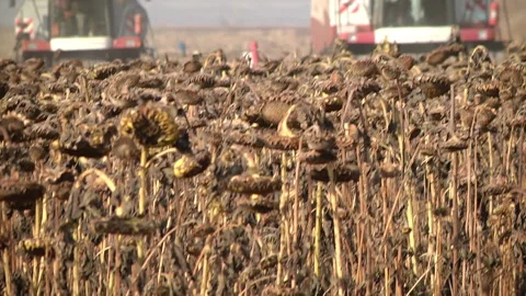 Combines are in a row and reaping ripe sunflower Stock Footage 99432371