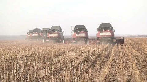 Combines are in a row and reaping ripe sunflower Stock Footage 99432434