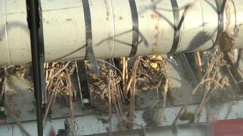 Combines are in a row and reaping ripe sunflower Stock Footage 99659900