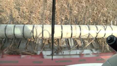 Combines are in a row and reaping ripe sunflower Stock Footage 99660004