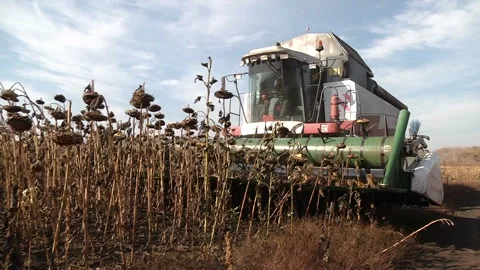 Combines are in a row and reaping ripe sunflower Stock Footage 99672194