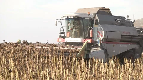 Combines are in a row and reaping ripe sunflower Stock Footage 99672334