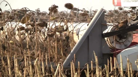 Combines are in a row and reaping ripe sunflower Stock Footage 99672356