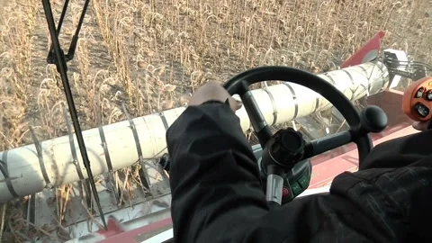 Combines are in a row and reaping ripe sunflower Stock Footage 99672543