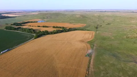 Combines Cuts Wheat in Large Field (Kansas USA) Vídeo Stock 61539982