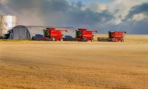 Combines in a field of straw Stock Photos