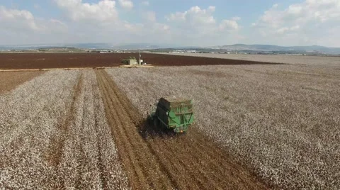 Combines harvesting cotton field of Stock Video Pond5