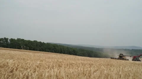 Combines harvesting the crops Stock Footage 52402276