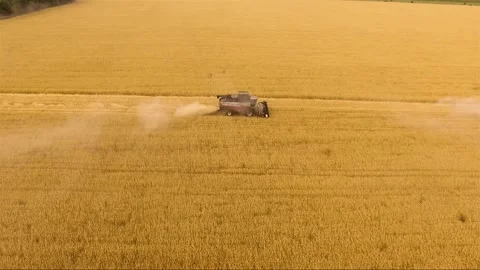 Combines mow rye in the field. Flying from above with a drone Video stock 135842787