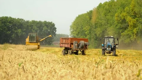 Combines reap a crop in the field of yellow wheat. Cars work at seasonal Stock Footage