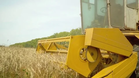 Combines reap a crop in the field of yellow wheat. Lumps from ears of wheat fall Stock Footage