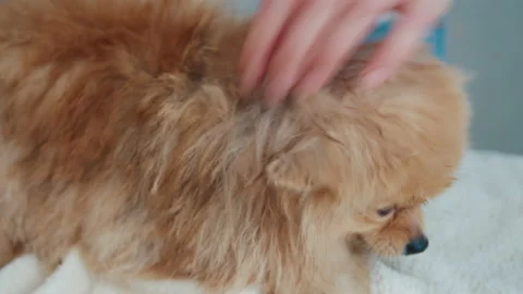 Combing and drying wool after bathing 動画素材 176788104