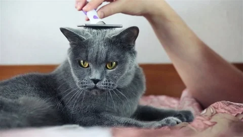 Combing British Cat, and She's Really Enjoying It Stock Footage 89702168