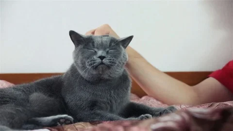 Combing British Cat and She's Really Enjoying It Stock Footage 89702172