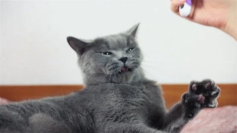 Combing British Cat, and She's Really Enjoying It Stock Footage 89702176