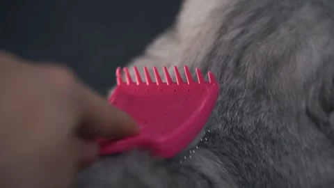 Combing a cat Stockbeeldmateriaal 145943738