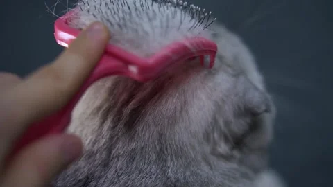 Combing a cat Stockbeeldmateriaal 145943752