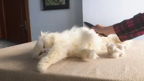 Combing cat fur Video stock 100401646