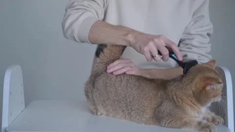 Combing a cat with a furminator Stock Footage 270154473