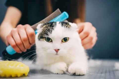 Combing a cat. Stock Photos