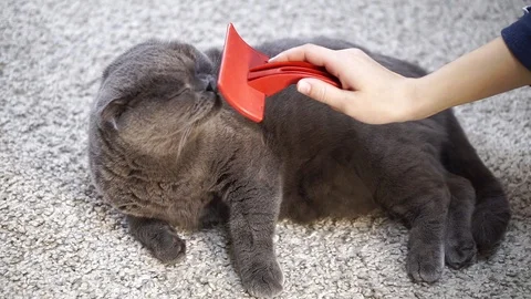 Combing cats fur, close-up. Stock Footage 102400885