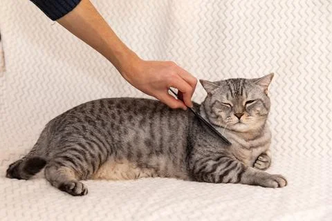 Combing a contented gray cat with a comb.  Stock Photos