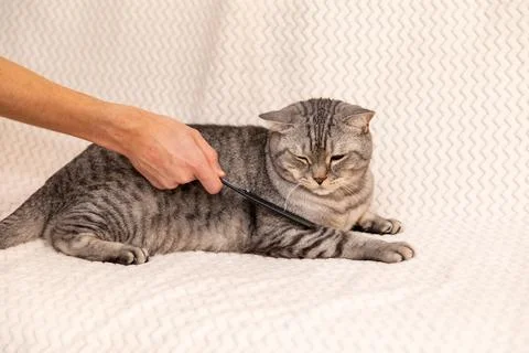Combing a contented gray cat with a comb.  Stock Photos