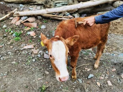 Combing the cow's feathers. Stock Photos