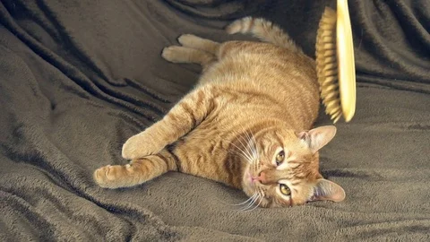 Combing the cute big Ginger Red Cat on brown blanket Stock Footage 83091121