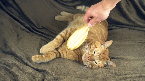 Combing the cute big Ginger Red Cat on brown blanket Stock Footage 83428959