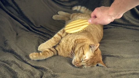 Combing the cute big Ginger Red Cat on brown blanket Stock Footage 83501625