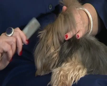 Combing the dog Stockbeeldmateriaal 12424316