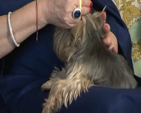 Combing the dog Видео 12424328