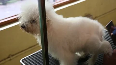 Combing dog fur with comb and fan, dog grooming Stock Footage 265934956