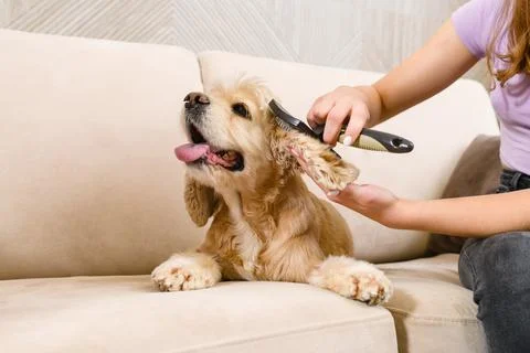 Combing ears of American Cocker Spaniel in home. Stock Photos