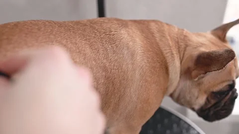 Combing fur close-up. Step-by-step grooming process of French bulldog in modern Stock Footage 305646899