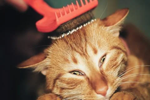Combing the Ginger Red Cat Stock Photos
