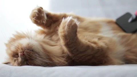 Combing Hair Cat Stock Footage 97274644