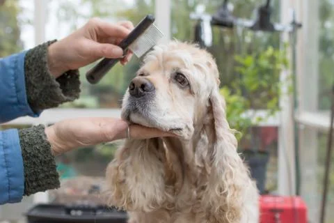 Combing the head of the American Cocker Spaniel Stock Photos
