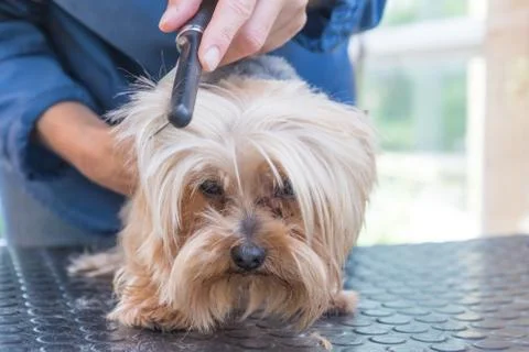 Combing the head of Yorkshire terrier Stock Photos