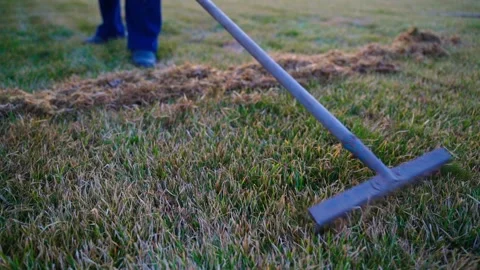 Combing lawns with a rake, slow motion. Lawn care before the season Stock Footage 311404137