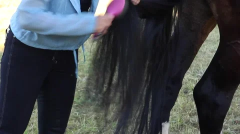 Combing long black horse tail Stock Footage 54026776
